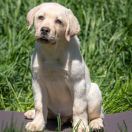 Hollabwood's Davos