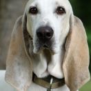 Amida z Garbu Księżej Góry