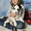 LIKE STAR Zwinne Serca (FCI)