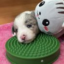 F' PINK PRINCESS Borderowe Roztocze