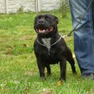 NARA Potencjał Bullbandit