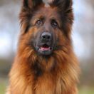 Ukraina von Skorpionenblut