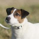 Heaven Akademia Pana Jacka FCI