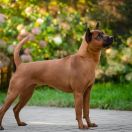 BUAKWAN'S FAR AWAY BY PDS