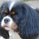 Szőlőhegyi Bitangűző Juno