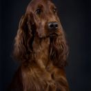 Imperialsetter SUNSHINE