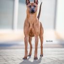 	SHOWLINE MELIN'S MARILYN MONROE