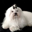 E-EMILY Piccolo Cane York