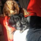 BISHA Bello Bassotto FCI 