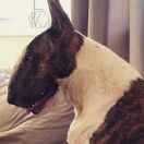 Trick Or Treat MUSTANG SALLY