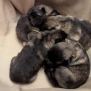 Merida Shaggy Fluff FCI