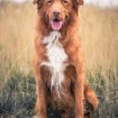 Trevor Basseciarnia FCI