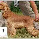 FIGARO Blue Valley of Dogs