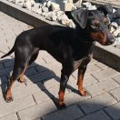 Old Lime's Born For Peace B’Sunny 