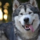 Hogvartz Mag Gerberto Los Valientes