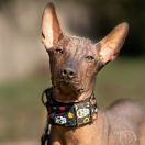 PAPALTIC XOCHITL MEXYELISS