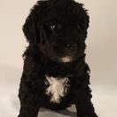 KERRERA Pies de Perro (FCI)