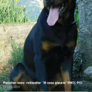 Furia di casa Glaunic