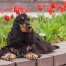 Armandi Gold Exclusive Lady