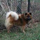 ATLANTA Lupus ferratus