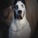 PADME AMIDALA Athel Loren