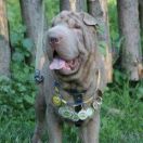 Vanderburg Fairy tale daos