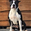 FOREVER BOY'KA z Samotni Christa