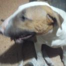 DENIS Element of Life