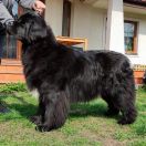 Hebe Medi z Helmowego Jaru