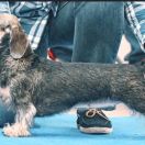 OSHA GREAT TRIUMPH IDEAFIX