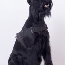 Gammurabi Valkiria Blues