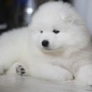 Royal Winter X-MAS MELODY