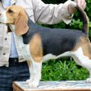 FANTASTIC LADY DARLING JOY