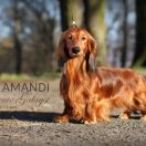 ARS AMANDI Marzenie Gabrysi FCI