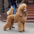 BREGO Ze Sfory Chirona