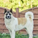 OKIRA PRZECHODZKA PRERIA