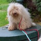 HERMIONA Pagoda Złotych Orchidei 