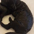 ADORABLE Curly Best Friend 