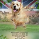 Mister skywalker forward Ukraine