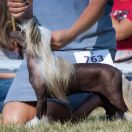 JETSE z Łowickiego Księstwa 