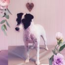 Upperdog's Fiona Magnum