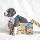 MOON DOT Zealous Heart 