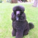 Doli-Deneboa Star of Seven Hills