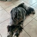 Hillu della Luna di Lana 