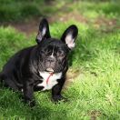 Bazyl Francuskie Słoneczka