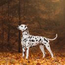 MELLILIA OF AFRICA Kontradomino