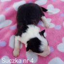 suczka 4