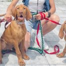 MOZART Mm`s Paws FCI