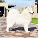 Klajokliu Suo TOUCH OF PINK