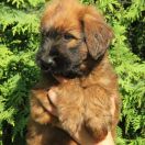 Cayenne Furries Family 